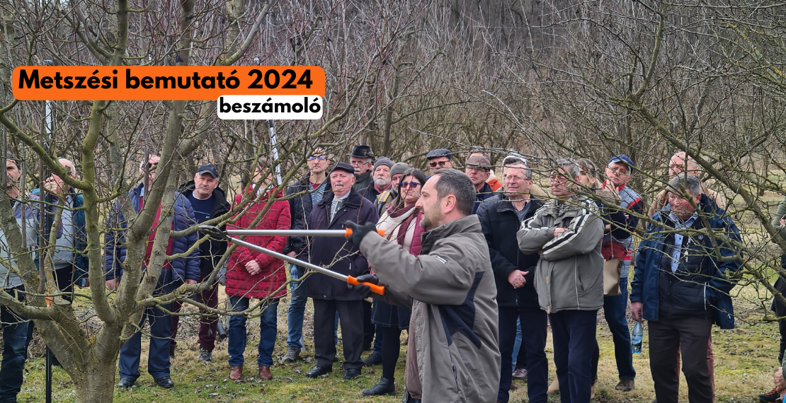 Metszési bemutató 2024 - Beszámoló