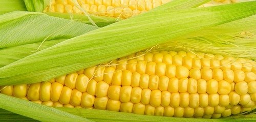 5. Kukoricanap a Sapientia EMTE Marosvásárhelyi Karán